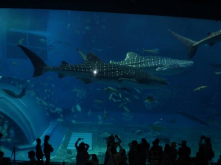 ショートクルーズ15春よりただいま ピースボート子どもの家